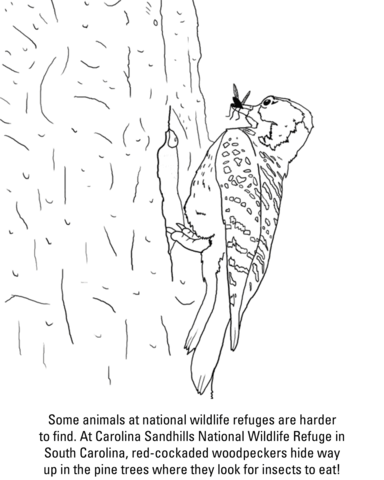 Red Cockaded Woodpecker Coloring Page